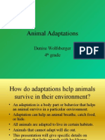 Animal Adaptations: Denise Wolfsberger 4 Grade