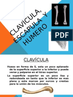 Clavicula, Escápula y Húmero