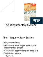 integumentary system 1