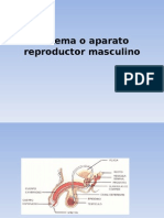 Sistema o Aparato Reproductor Masculino