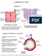 Anatomía de la Ubre