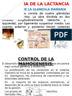 Fisiología de La Lactancia