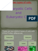 Prokaryotic Cells and Eukaryotic Cells: There Are Two Types of Cells