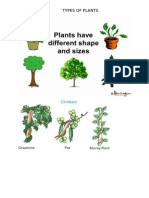 Plants Pictures