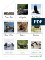 Cards NAmerica Animals PDF