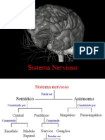 04. Sistema Nervioso
