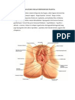 Anatomi Organ Reproduksi Wanita