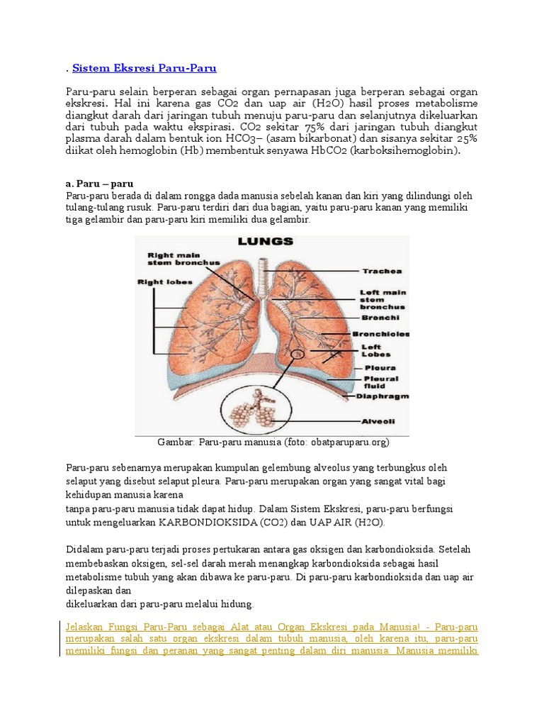 Sistem Eksresi Paru