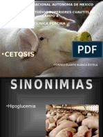 Cetosis Porcina 1