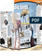 Big Birds PDF