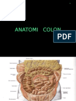 Colon Anatomy