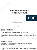 Noyau Interphasique Et Chromosomes