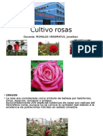 Cultivo Rosas