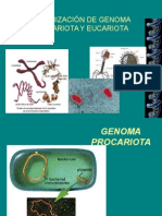 Genoma Procariotico y Eucariotico