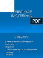 Curs Morfologia Bacteriana
