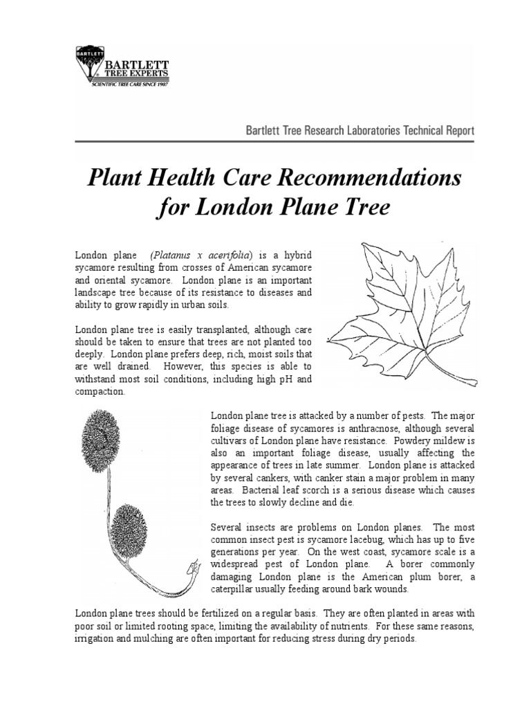 Plant Health Care For London Plane Tree PDF Trees