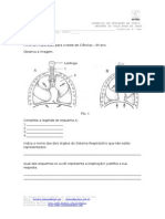 Ficha de Preparação para o Teste de Ciências