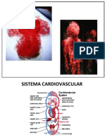 Sistema Cardiovascular