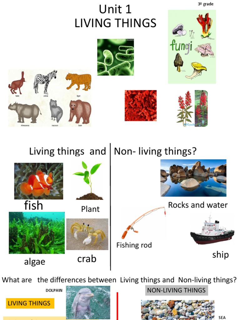 Unit 1 Living Things Natural Science 3ºlast | PDF | Plants | Trees