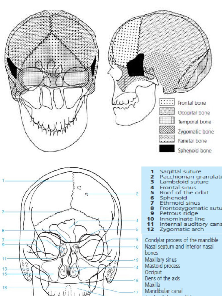 Anatomi Radiologi Diba | PDF