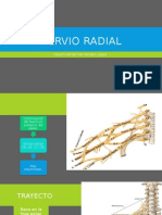 Nervio Radial