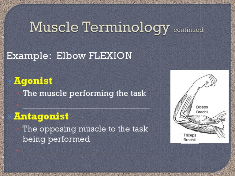 Elbow Flexion Muscles Guide | PDF | Career & Growth | Wellness