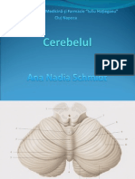 Curs 4 - Cerebelul