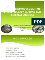 Anatomi Reproduksi Jantan Dan Betina Pada Sapi Dan PDF