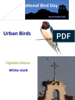 Urban Birds