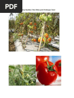 Download Materi Persilangan Tomat by OnoAya SN285044311 doc pdf