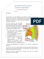 Anatomía Del Corazón