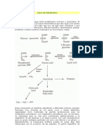 Tipos de Metabolitos