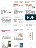 256503099-El-Sistema-Oseo-Triptico.docx