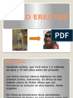 Homo Erectus