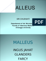 Malleus 11