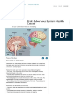 Brain & Nervous System Health Center: Image Collection: Human Anatomy