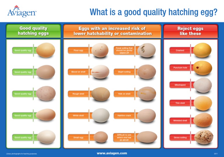 What Is A Good Quality Hatching Egg? PDF