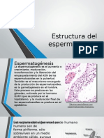 Estructuradelespermatozoide 150321204856 Conversion Gate01