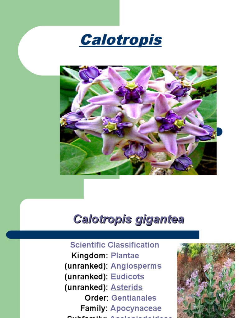 Calotropis gigantea: Classification & Uses | PDF | Plants ...