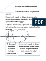 Potongan Daur Hidup Plasmodium