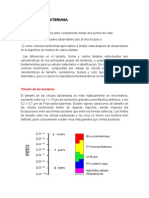 Morfologia y Estructura Bacteriana