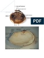 Cuttle Clam and Snail Parts