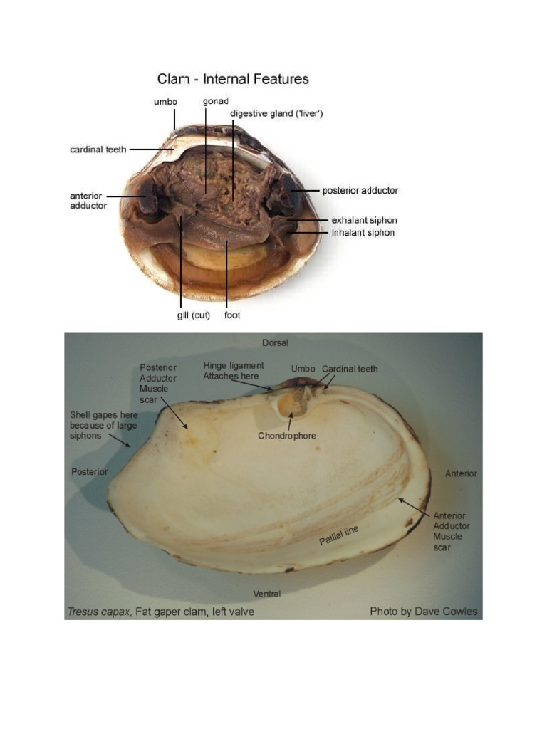 Cuttle Clam and Snail Parts Bivalvia Mollusca