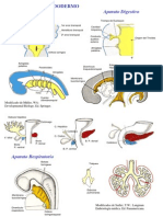 Desarrollo Endodermo