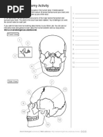 AAB Human Skull Anatomy Activity