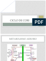 Ciclo de Cori2