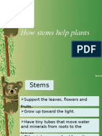 How Stems Help Plants