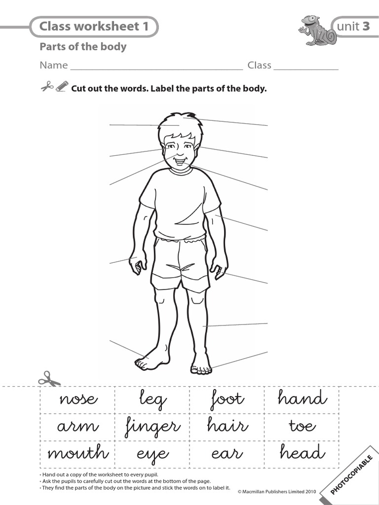 Partes Del Cuerpo