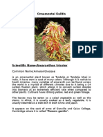 Ornamental Kulitis: Common Name:Amaranthaceae