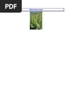 Veratrum Album Sinopse